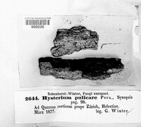 Hysterium pulicare image